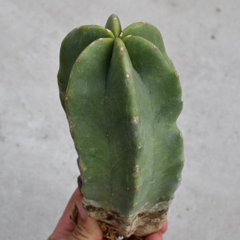 Pachycereus schottii f. monstrosus