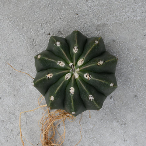 Melocactus maxonii inermis