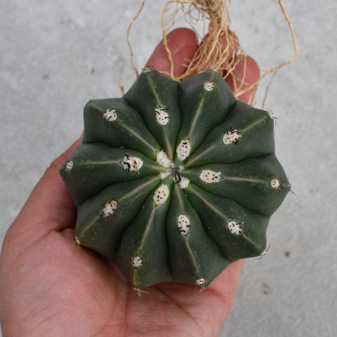 Melocactus maxonii inermis