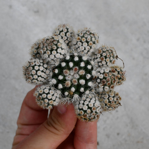 Mammillaria gracilis var. Texensis