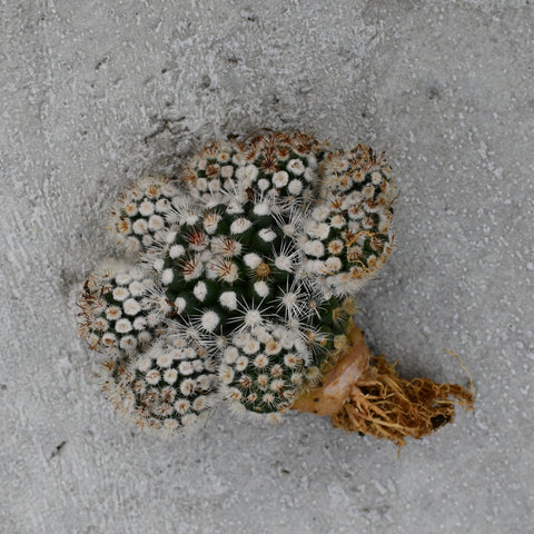 Mammillaria gracilis var. Texensis