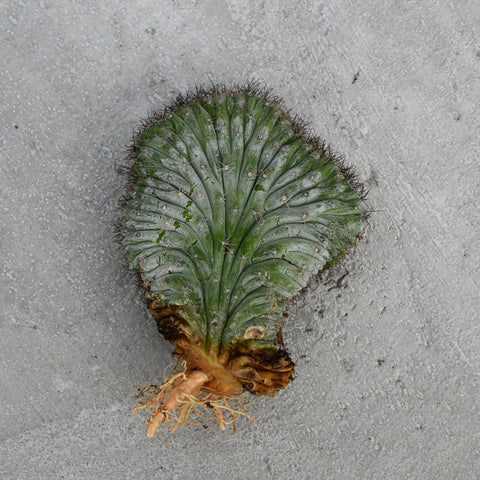 Polaskia chichipe f. cristata