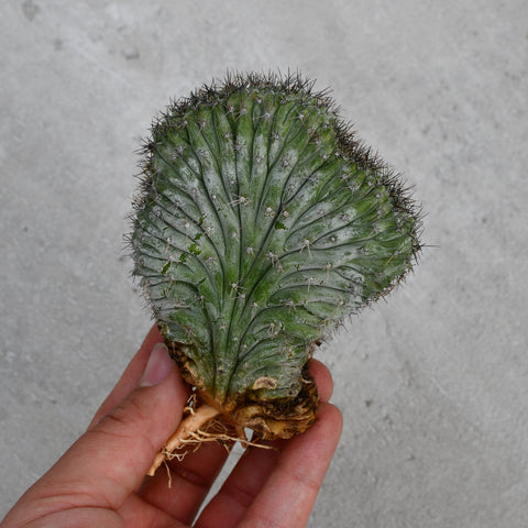 Polaskia chichipe f. cristata