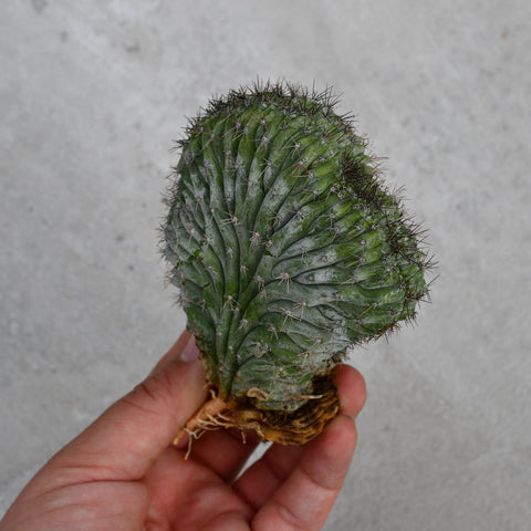 Polaskia chichipe f. cristata