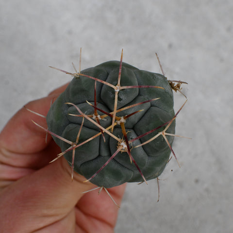 Thelocactus hexaedrophorus subsp. lloydii