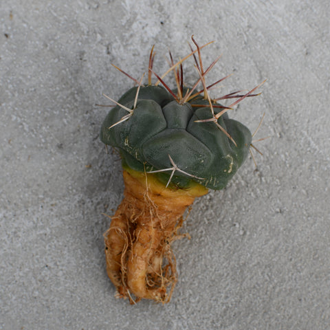 Thelocactus hexaedrophorus subs. lloydii