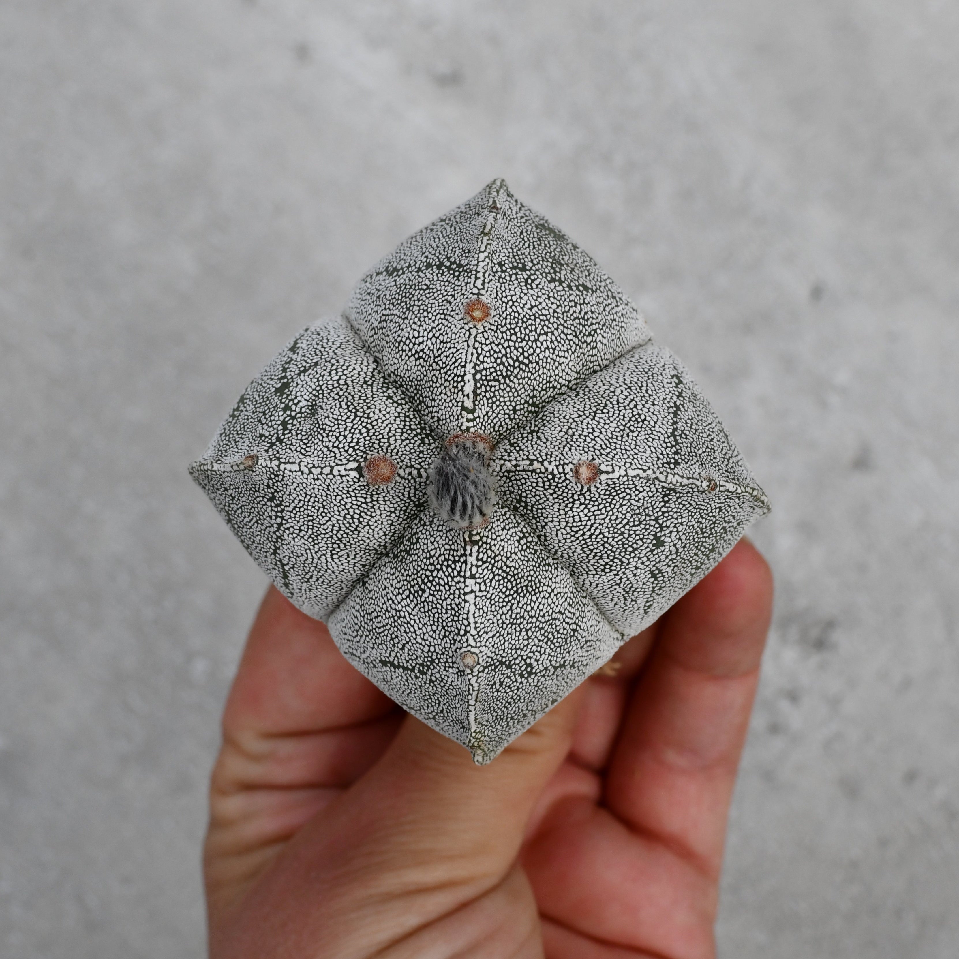 Astrophytum | Plants | Serres Lavoie