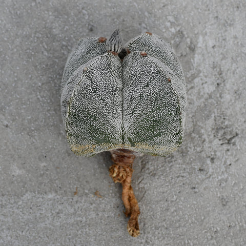 Astrophytum myriostigma 