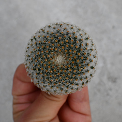 Mammillaria microthele var superfina