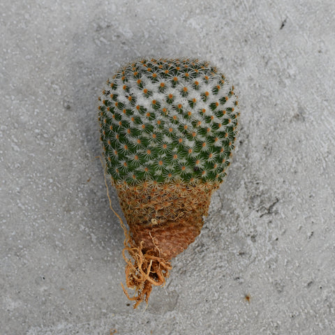 Mammillaria microthele var superfina
