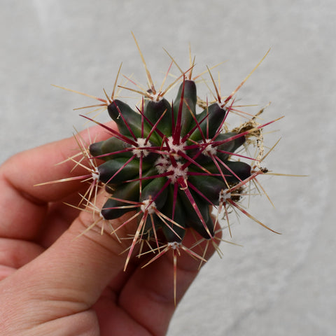 Ferocactus stainesii