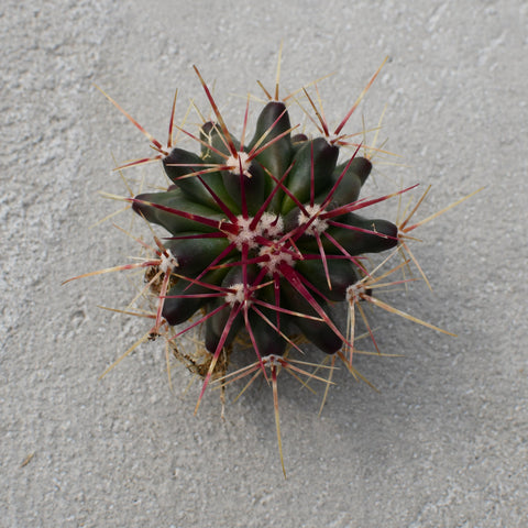 Ferocactus stainesii