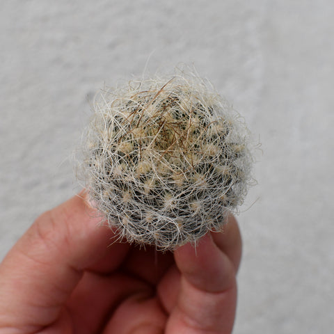 Neoporteria nidus gerocephala