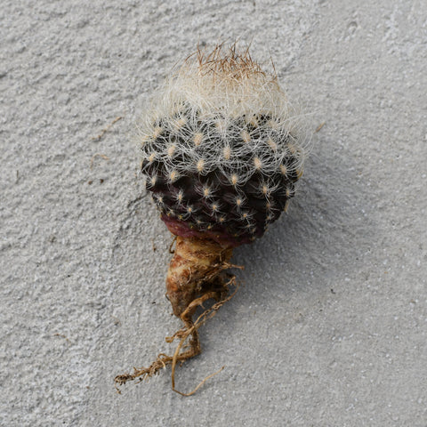 Neoporteria nidus gerocephala