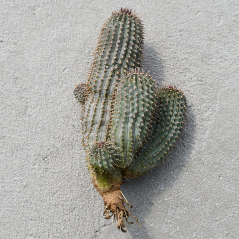 Hoodia Gordonii