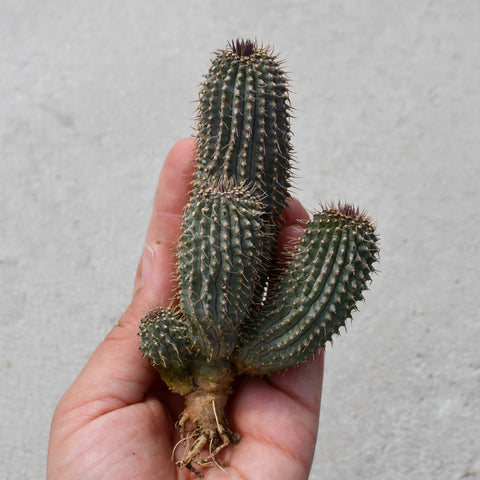 Hoodia Gordonii