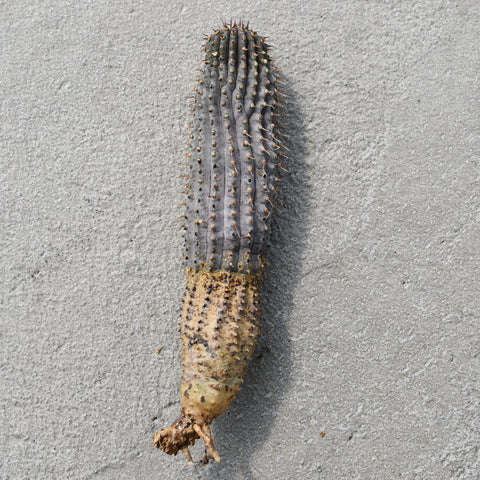 Hoodia Gordonii