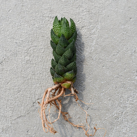Haworthia reinwardtii african pearls