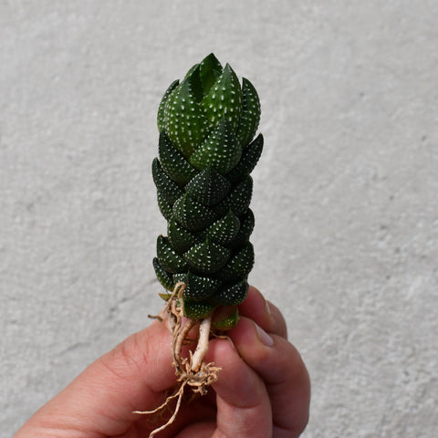 Haworthia reinwardtii african pearls