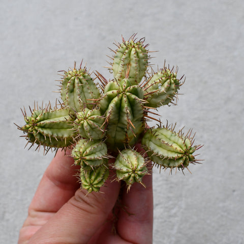Euphorbia aggregata Variegata