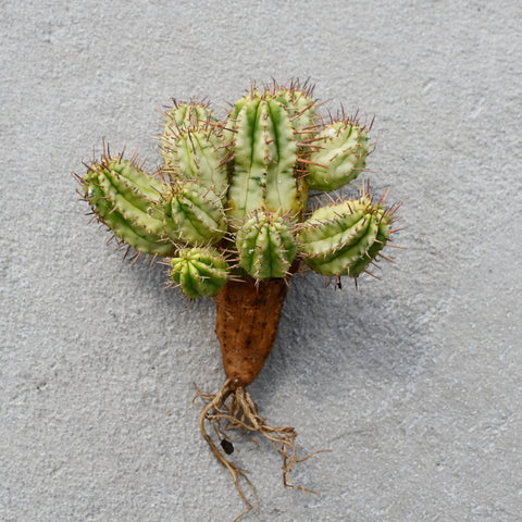 Euphorbia aggregata Variegata