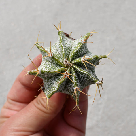 Astrophytum ornatum