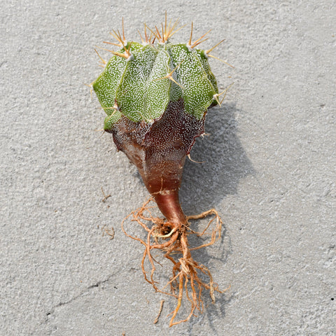 Astrophytum ornatum