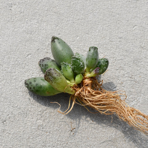 Adromischus Cooperi v. Festivus