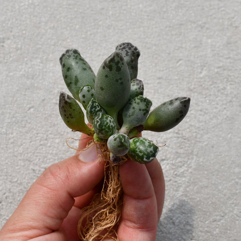 Adromischus Cooperi v. Festivus