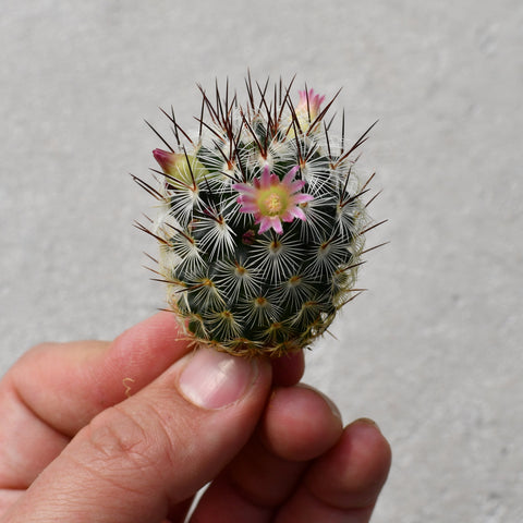 Mammillaria microhelia