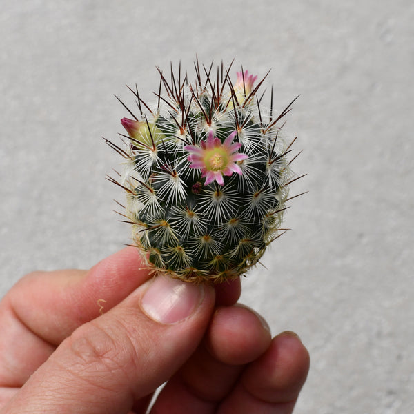 Mammillaria microhelia – Serres Lavoie