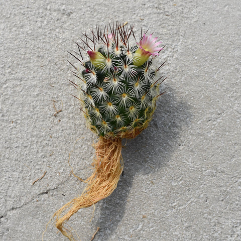 Mammillaria microhelia