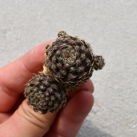 Rebutia pigmea