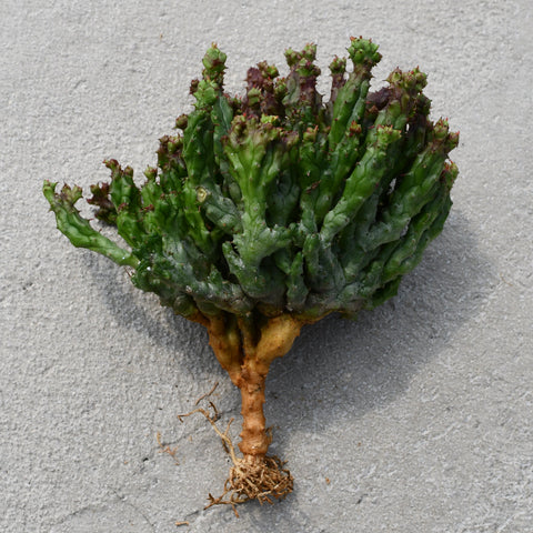 Euphorbia enopla f. coral 
