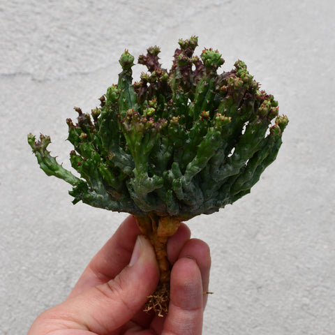 Euphorbia enopla f. coral