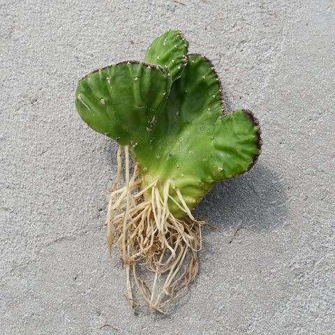 Stapelia leendertziae f. cristata