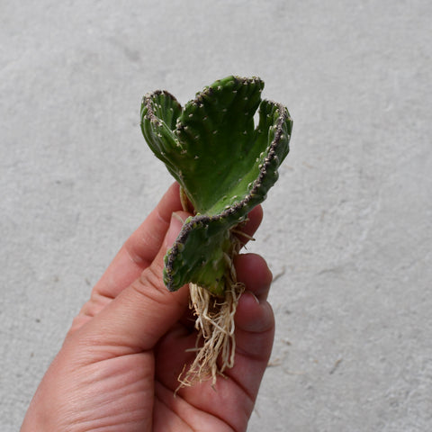 Stapelia leendertziae f. cristata