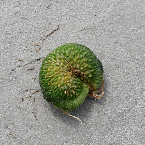 Mammillaria spinosissima un pico f. cristata