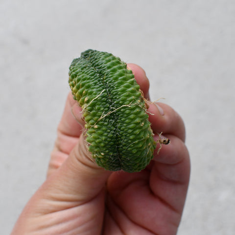 Mammillaria spinosissima un pico f. cristata