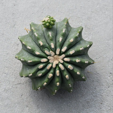Ferocactus glaucescens cv. Inermis