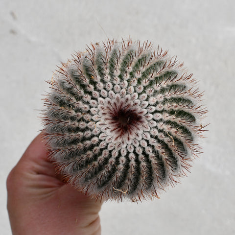 Parodia scopa rubra
