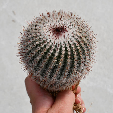 Parodia scopa rubra
