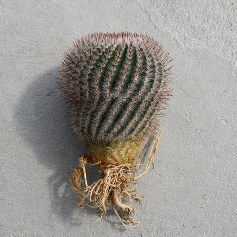 Parodia scopa rubra