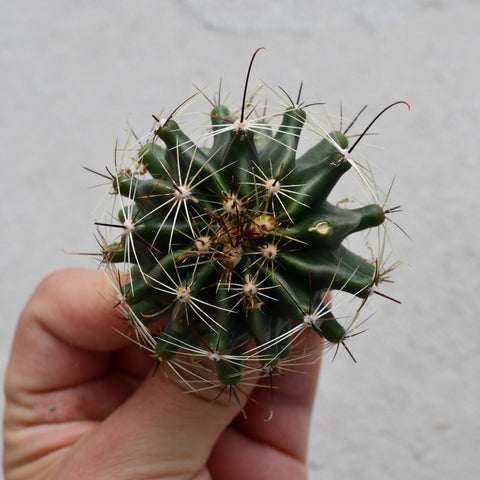 Bicolor Thelocactus