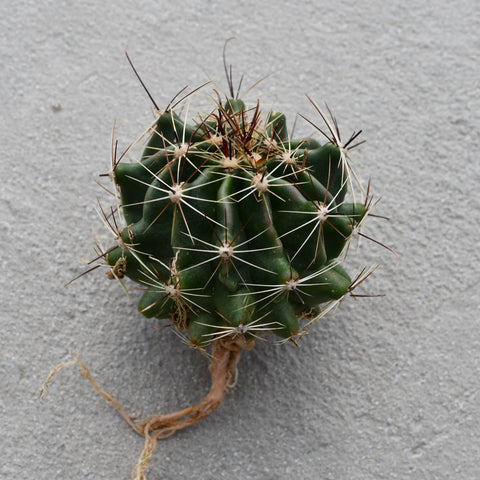 Thelocactus bicolore