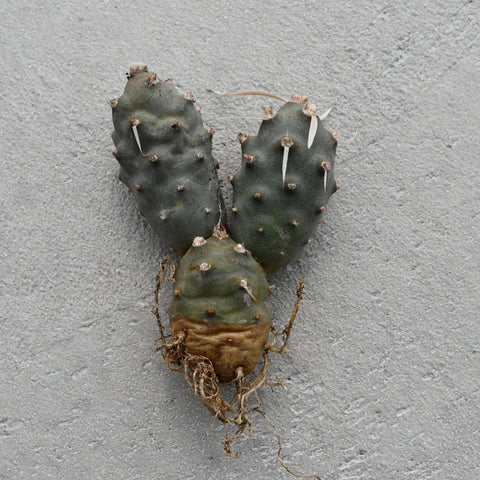 Tephrocactus articulatus var. Papyracanthus
