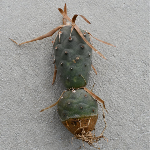 Tephrocactus articulatus var. Papyracanthus