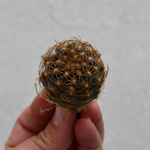 Echinopsis backebergii