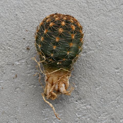 Echinopsis backebergii