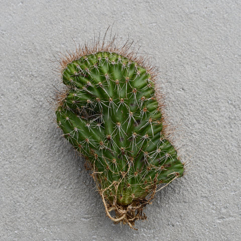 Nyctocereus serpentinus cristata